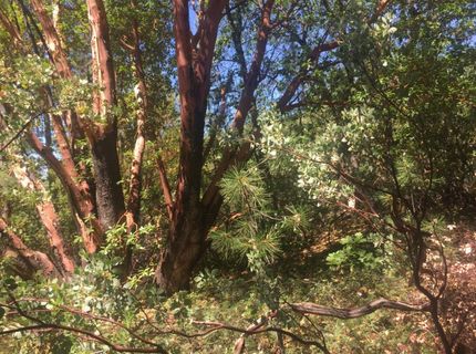 Please Call For Address, Pioneer, CA 95666 Photo