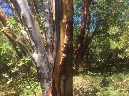 Please Call For Address, Pioneer, CA 95666 Photo