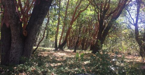 Please Call For Address, Pioneer, CA 95666 Photo