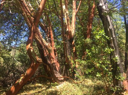 Please Call For Address, Pioneer, CA 95666 Photo