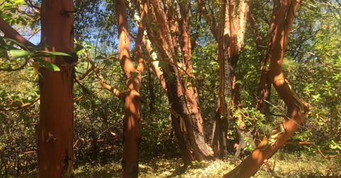 Please Call For Address, Pioneer, CA 95666 Photo