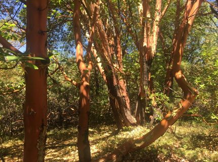 Please Call For Address, Pioneer, CA 95666 Photo