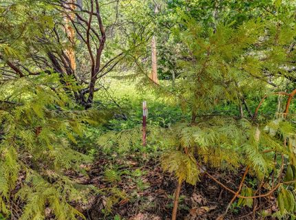 Please Call For Address, Pioneer, CA 95666 Photo