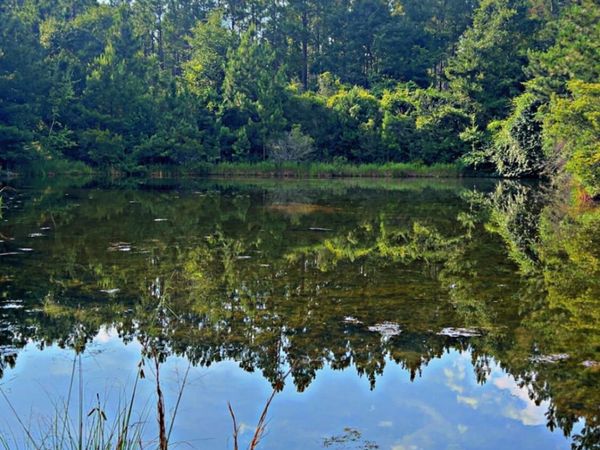 363 Acres FL-85, Laurel Hill, FL 32567