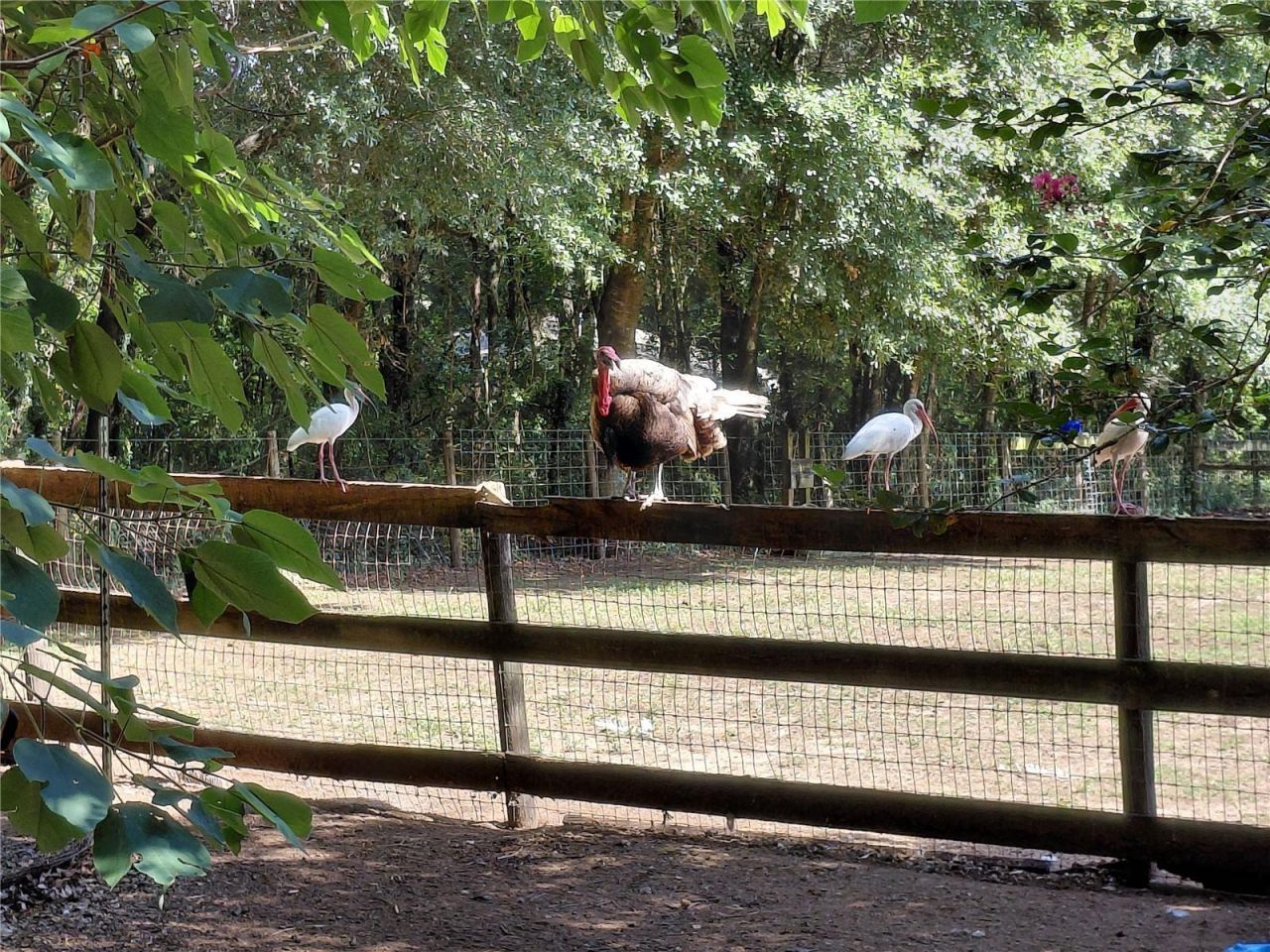 33 Pine Trace Course, Ocala, FL 34472 Photo