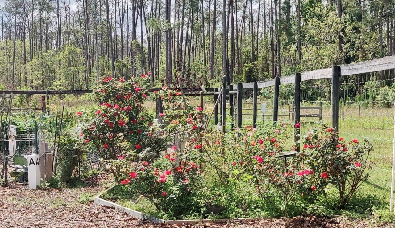 3184 Songbird Circle, Harmony, FL 34773 Photo