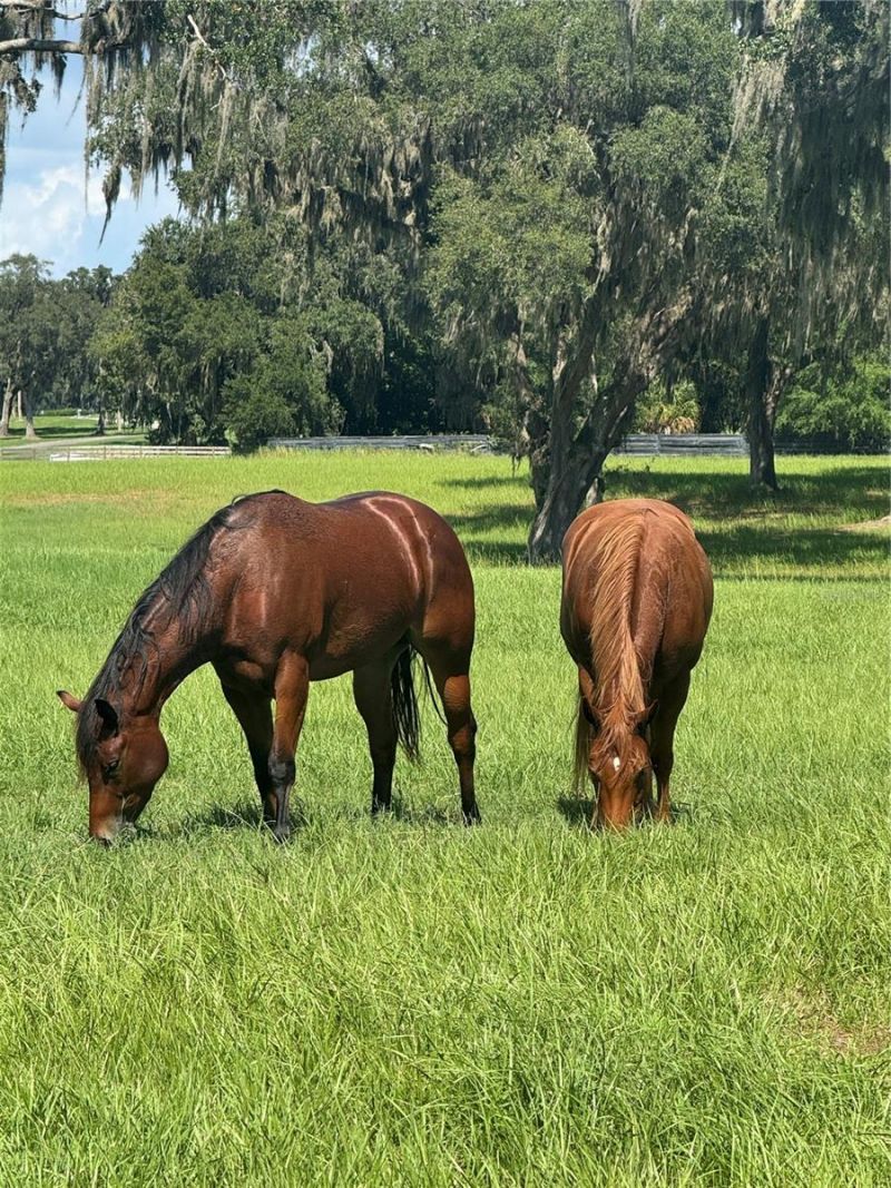 Tbd SE 157th Street Rd, Summerfield, FL 34491 Photo