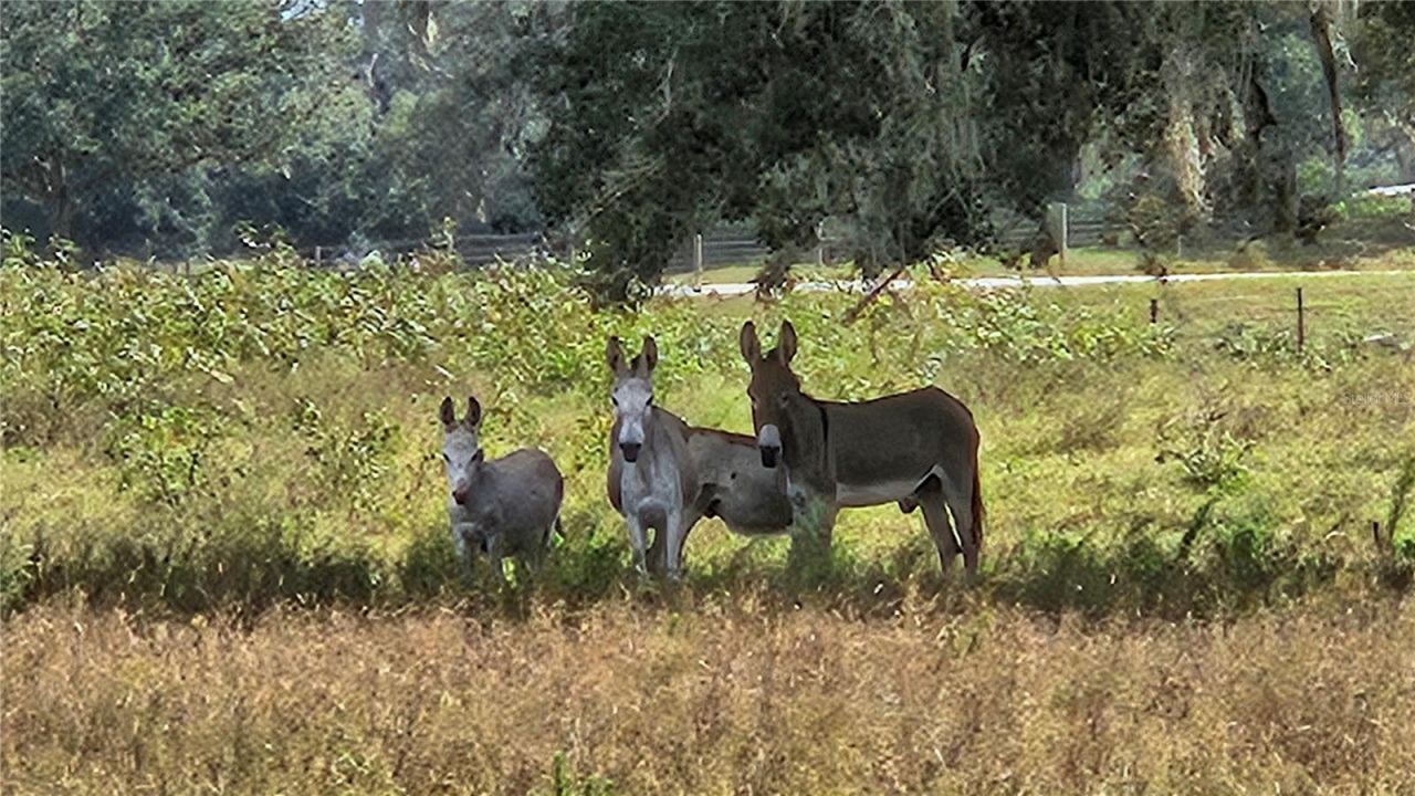 21451 Us Highway 98, Dade City, FL 33523 Photo