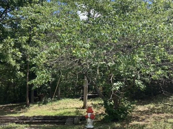 TBD Standley Avenue, Berryville, AR 72616