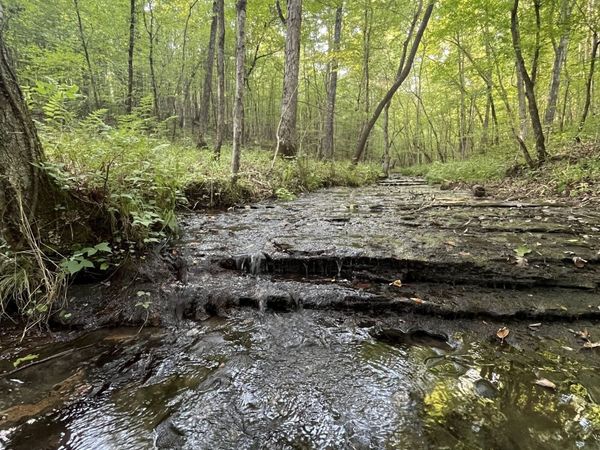 481 Hillbrook Dr, Linden, TN 37096