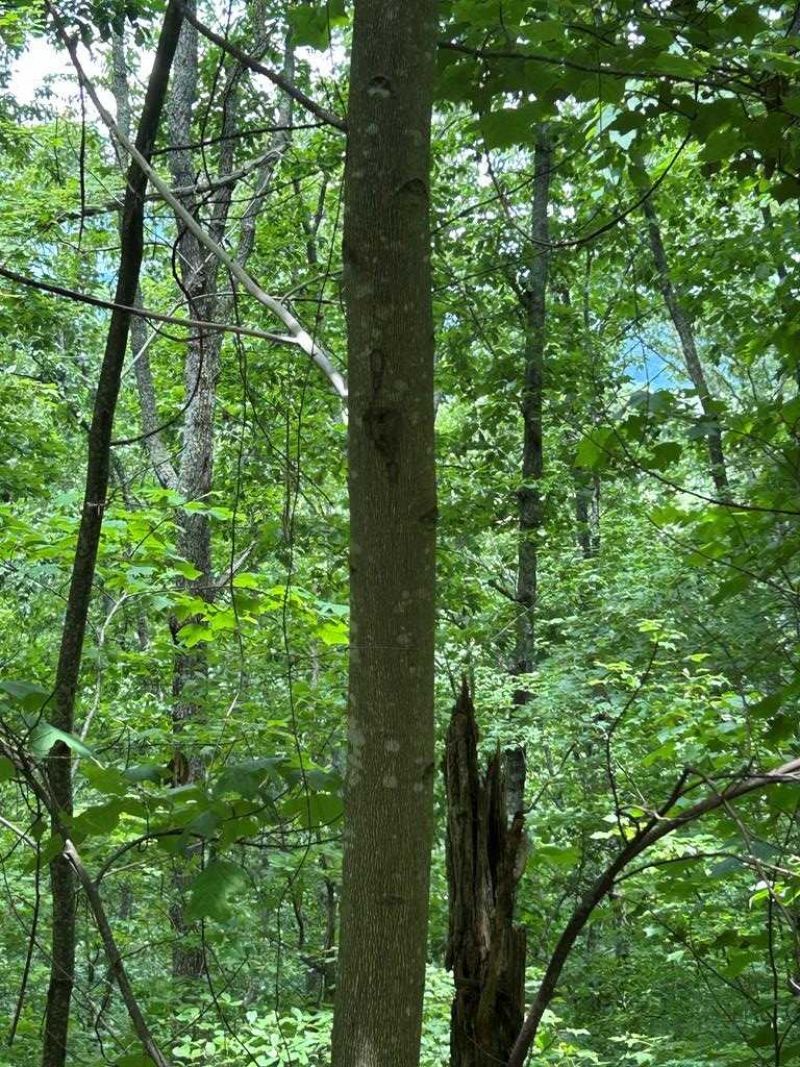 0 Ten Pointe Trail, Murphy, NC 28906 Main Photo