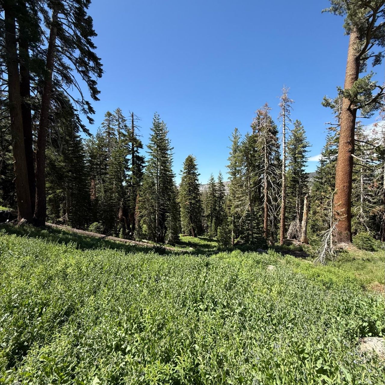 34011-#50 Danburg Dr, Kirkwood, CA 95645 Photo