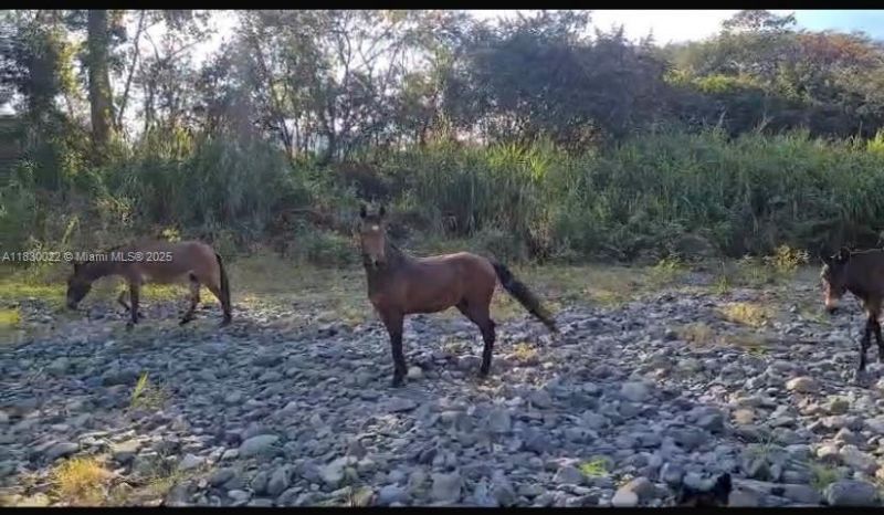 25 B Vereda La Higinia, Santa Fe De Antioquia, Col, , An 05541 Photo