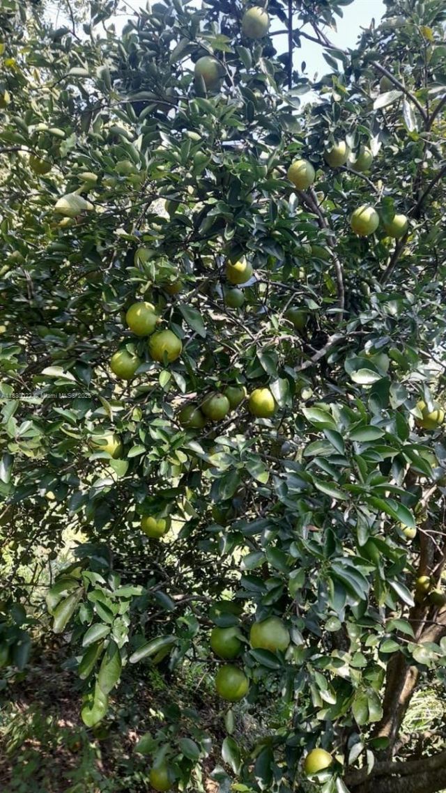 25 B Vereda La Higinia, Santa Fe De Antioquia, Col, , An 05541 Photo