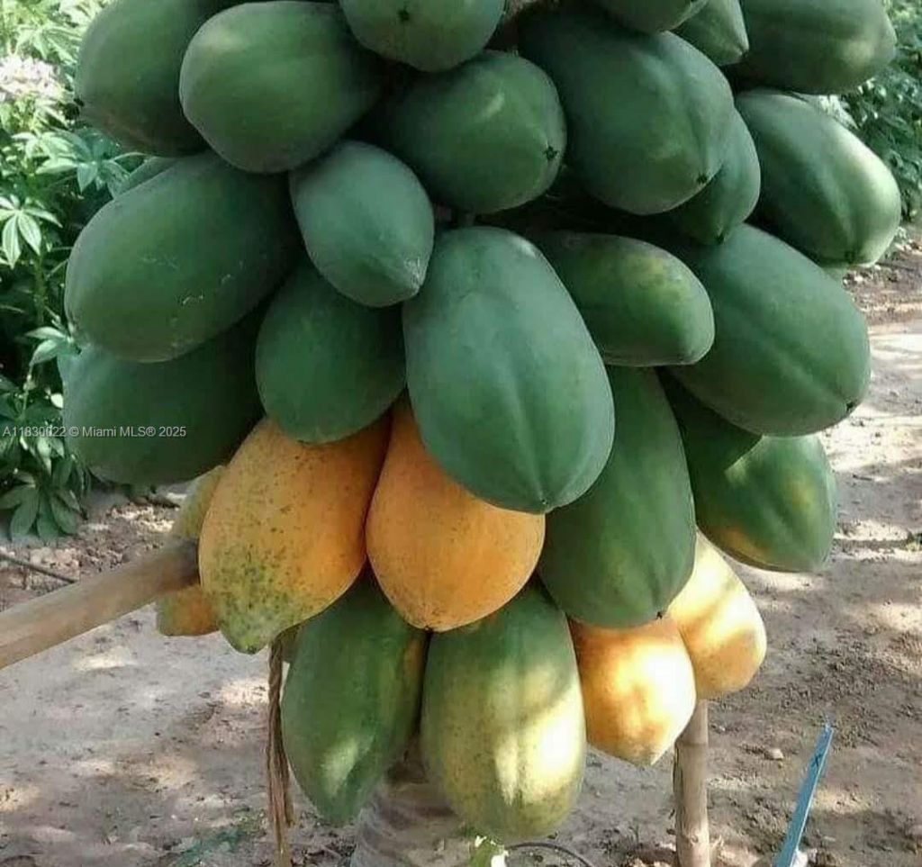 25 B Vereda La Higinia, Santa Fe De Antioquia, Col, , An 05541 Photo