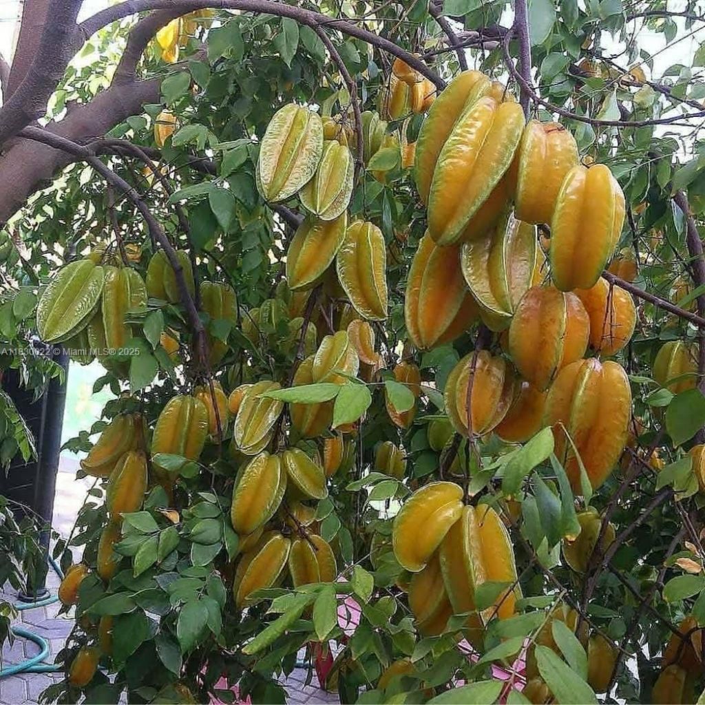 25 B Vereda La Higinia, Santa Fe De Antioquia, Col, , An 05541 Photo