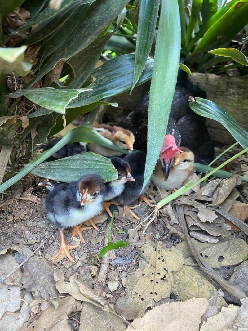 25 B Vereda La Higinia, Santa Fe De Antioquia, Col, , An 05541 Photo