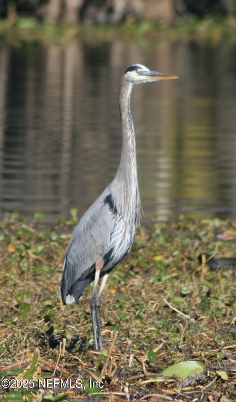 222 River Bend Place, Unit BLDG C, Welaka, FL 32193 Photo