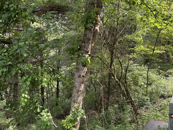 Lot 9 Laurelwood Lane, Mountain City, TN 37683