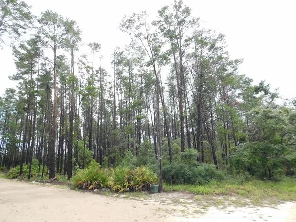 Oak Pond Ln, Steinhatchee, FL 32359