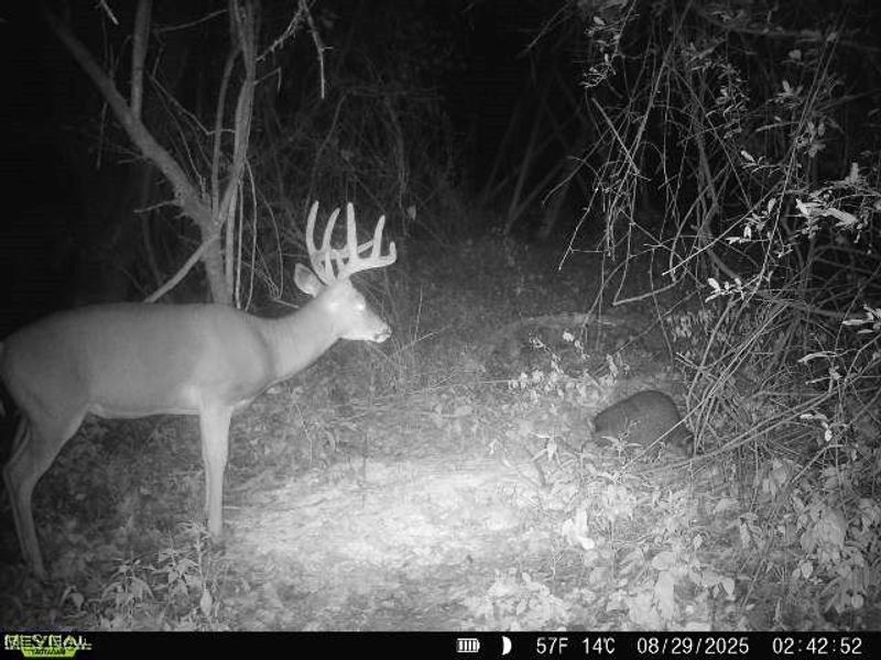 19 acres Saffell Road, Belmont, OH 43718 Photo 40