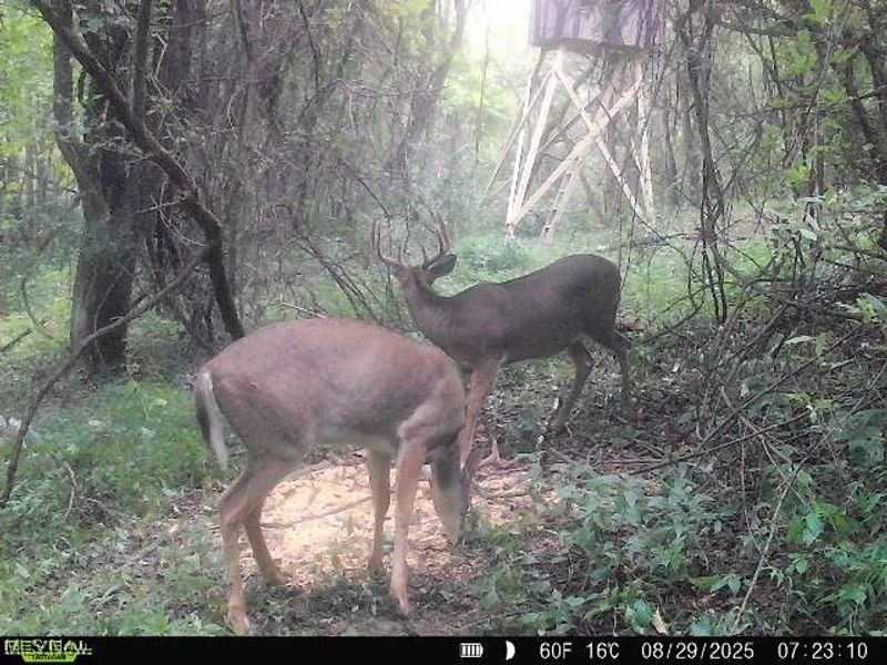 19 acres Saffell Road, Belmont, OH 43718 Photo 41