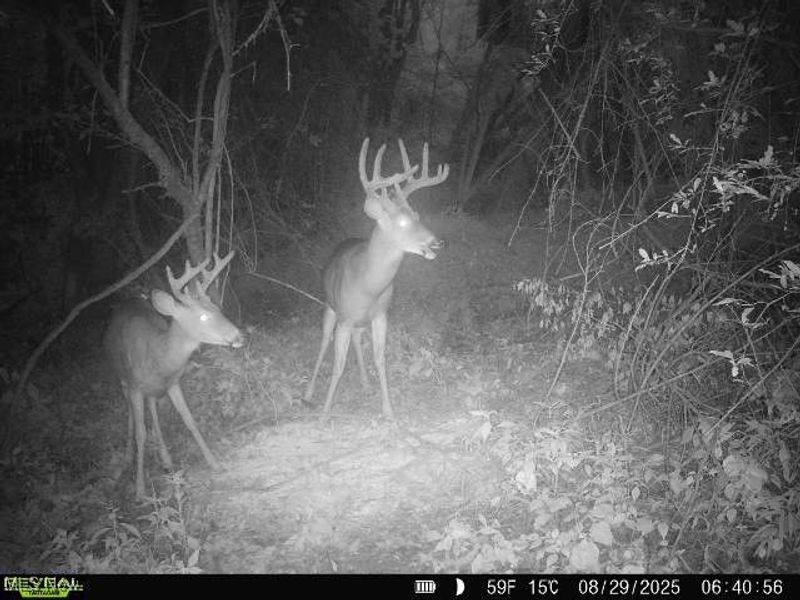 19 acres Saffell Road, Belmont, OH 43718 Photo 44