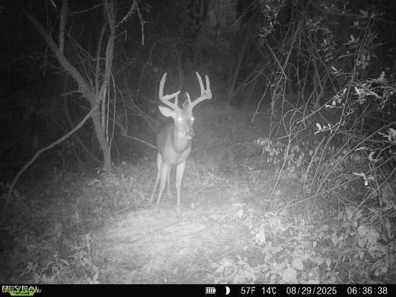 19 acres Saffell Road, Belmont, OH 43718 Photo 45