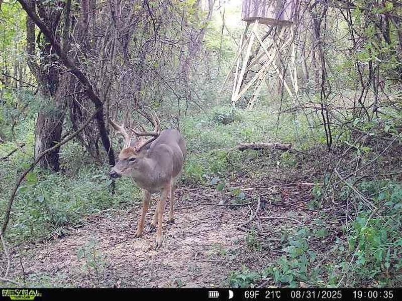 19 acres Saffell Road, Belmont, OH 43718 Photo 47