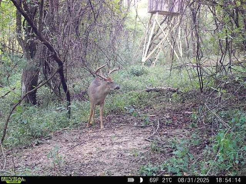 19 acres Saffell Road, Belmont, OH 43718 Photo 48