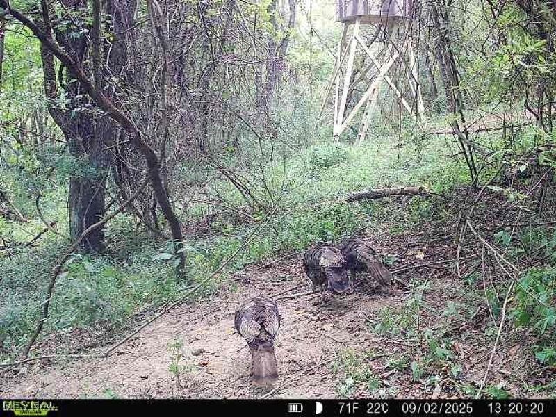 19 acres Saffell Road, Belmont, OH 43718 Photo 49
