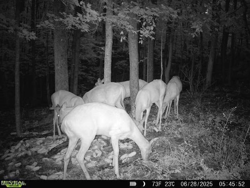 35 acres Saffell Road, Belmont, OH 43718 Photo 37