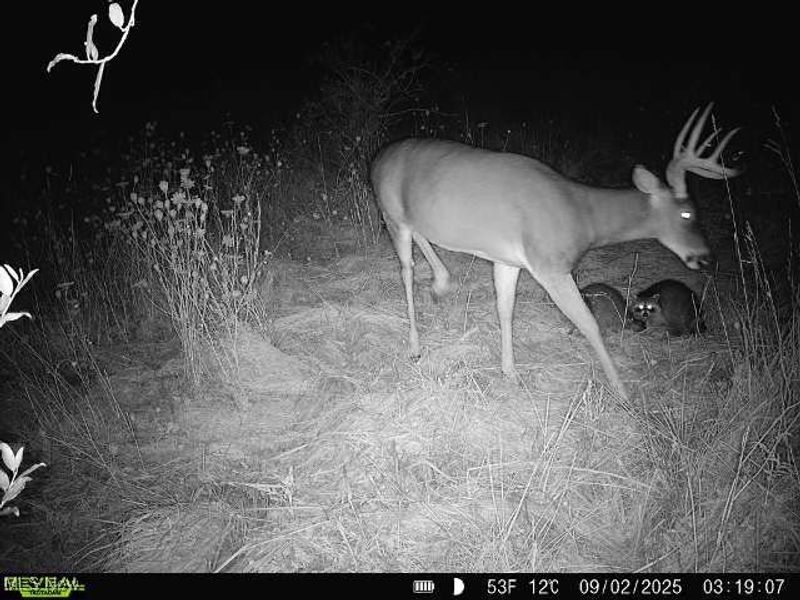 35 acres Saffell Road, Belmont, OH 43718 Photo 42