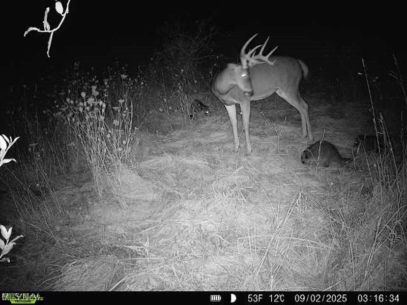 35 acres Saffell Road, Belmont, OH 43718 Photo 43