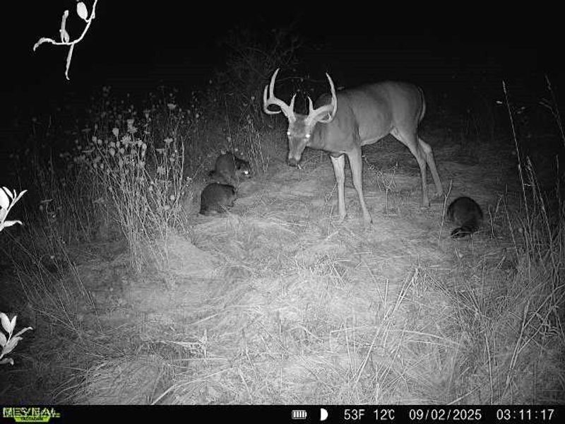 35 acres Saffell Road, Belmont, OH 43718 Photo 44