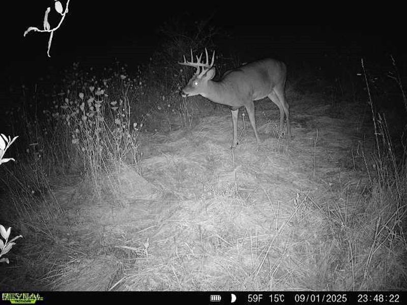 35 acres Saffell Road, Belmont, OH 43718 Photo 46