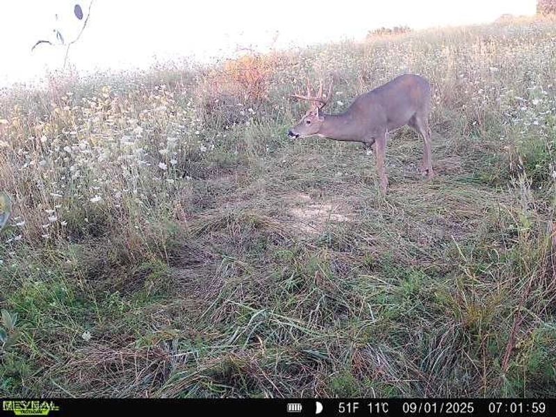 35 acres Saffell Road, Belmont, OH 43718 Photo 47