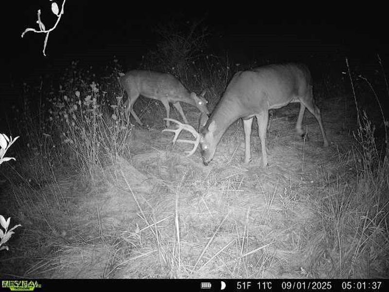 35 acres Saffell Road, Belmont, OH 43718 Photo 49