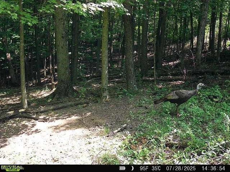 15 acres Saffell Road, Belmont, OH 43718 Photo 38