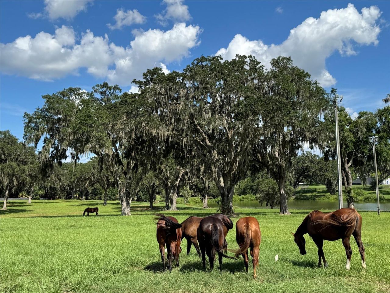 5540 SE 157th Street Road, Summerfield, FL 34491 Photo