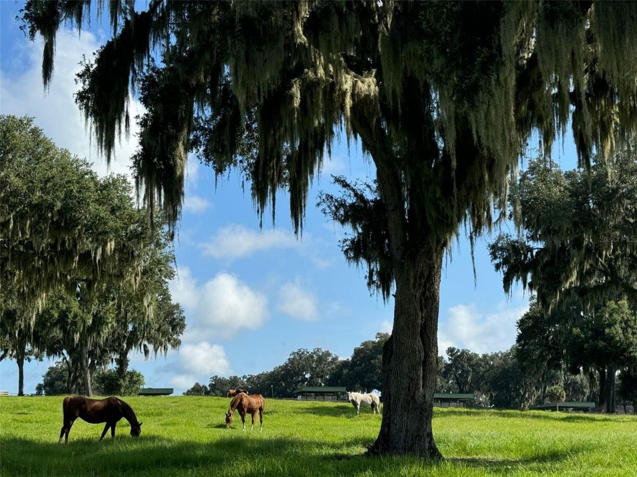 5540 SE 157th Street Road, Summerfield, FL 34491 Photo