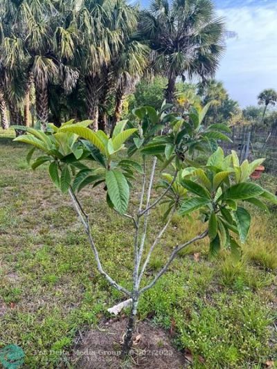 15148 NW 288th St, Okeechobee, FL 34972 Photo