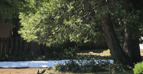 113 Lake Almanor West Drive, Chester, CA 96020 Photo