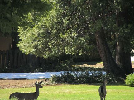 113 Lake Almanor West Drive, Chester, CA 96020 Photo