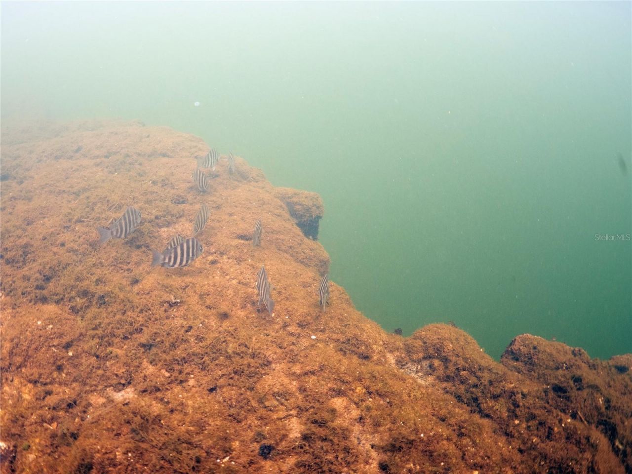 0 Marys Fish Camp Road, Spring Hill, FL 34607 Photo