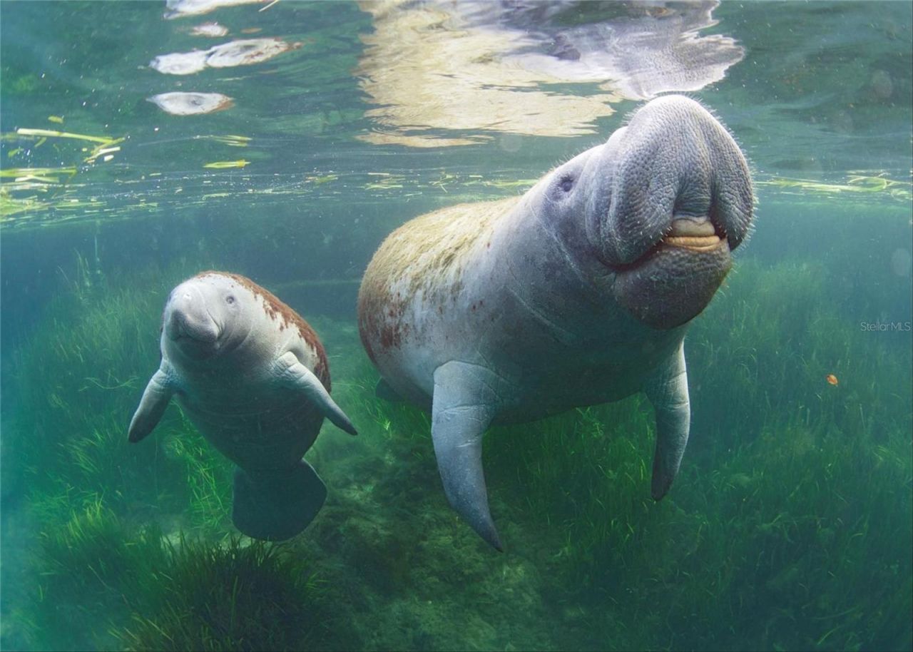 0 Marys Fish Camp Road, Spring Hill, FL 34607 Photo