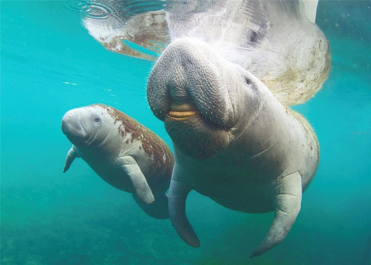 0 Marys Fish Camp Road, Spring Hill, FL 34607 Photo