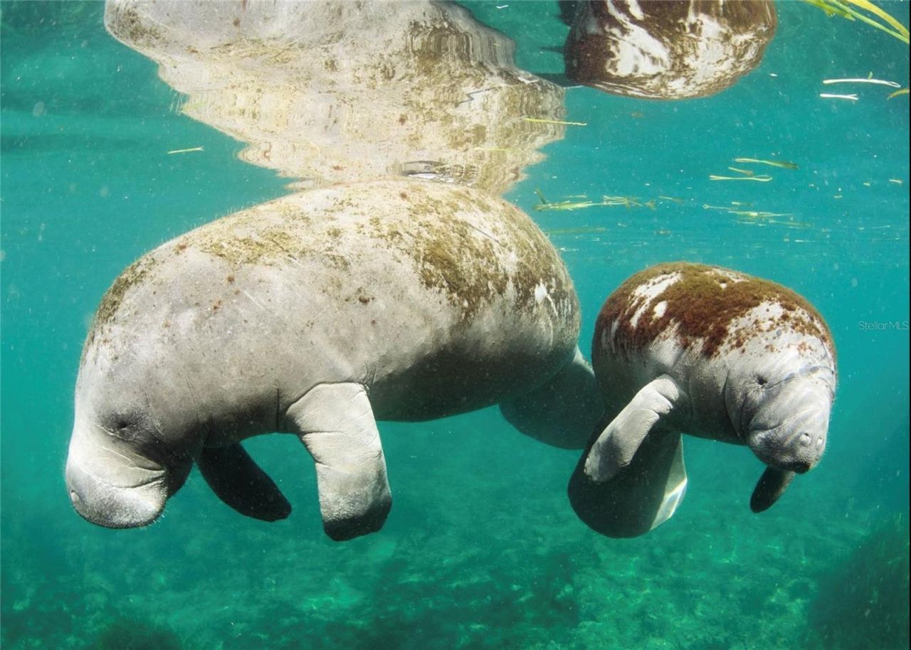 0 Marys Fish Camp Road, Spring Hill, FL 34607 Photo