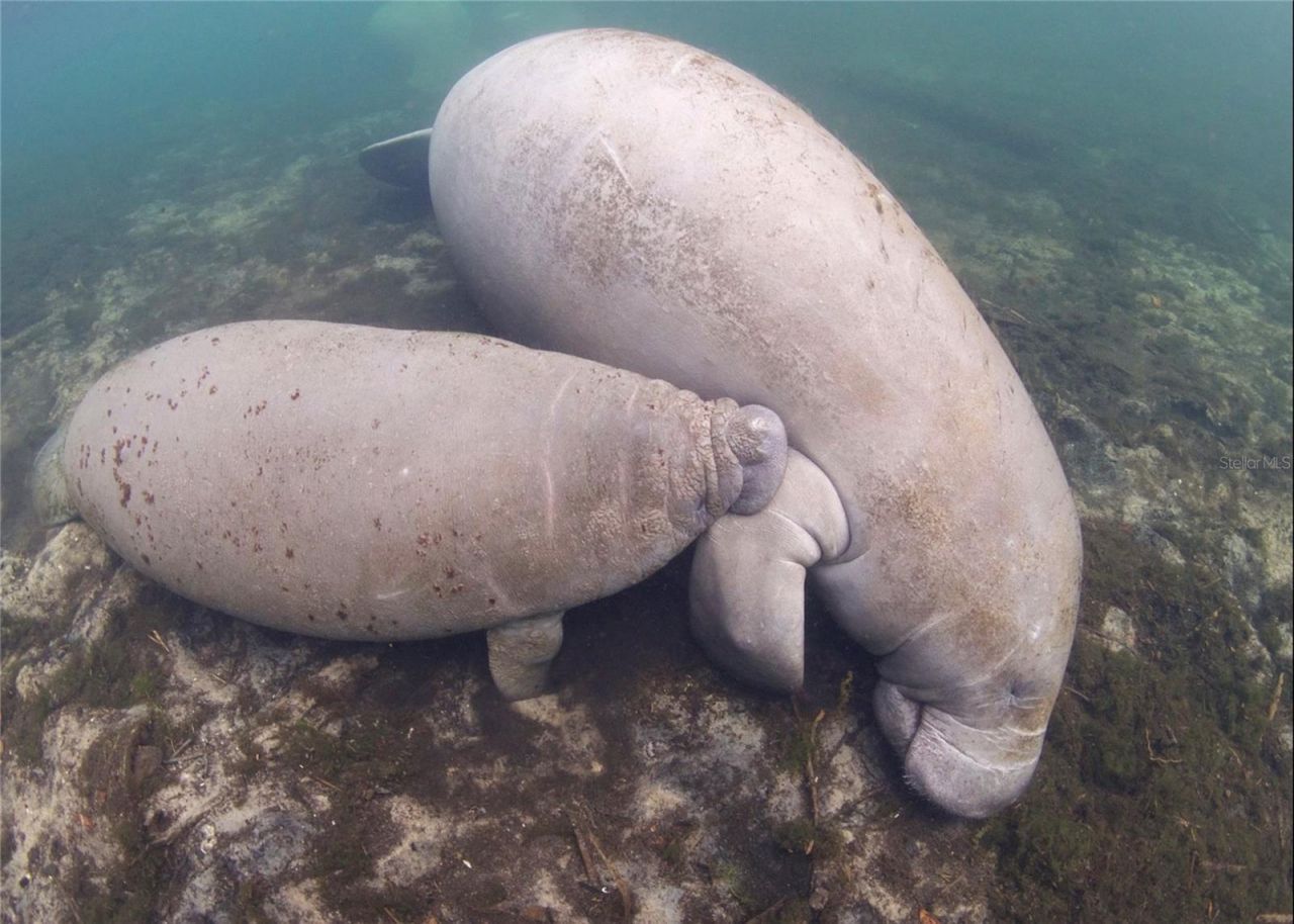 0 Marys Fish Camp Road, Spring Hill, FL 34607 Photo