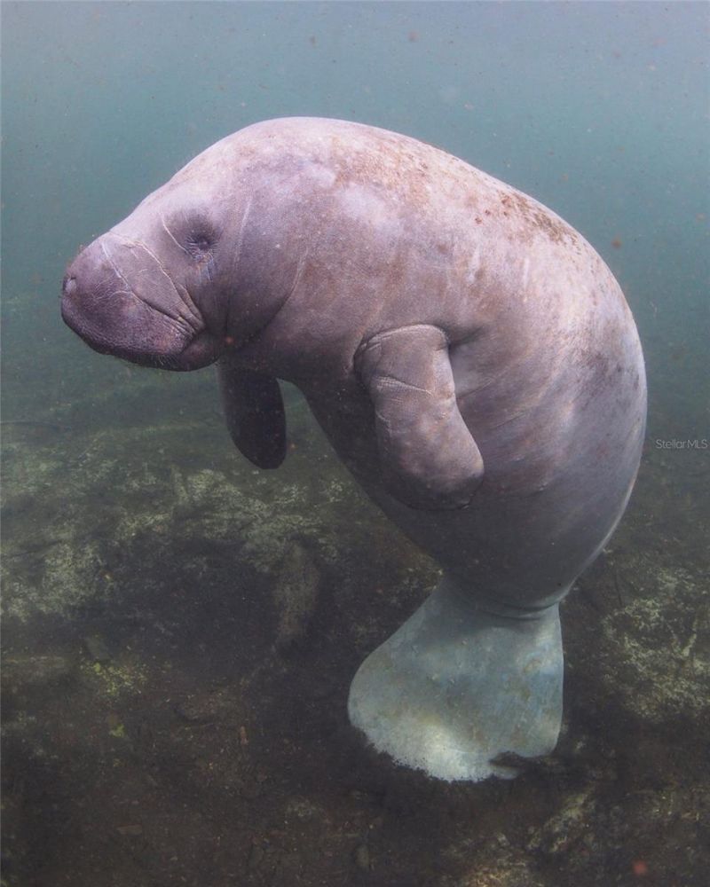 0 Marys Fish Camp Road, Spring Hill, FL 34607 Photo